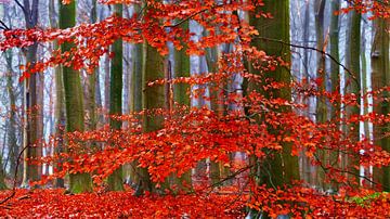 Beech-Craft (Beech in red autumn colours) by Caroline Lichthart