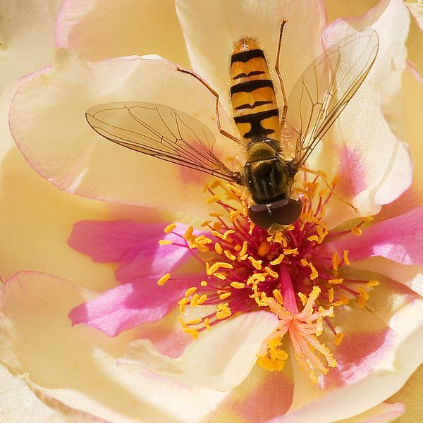 Hoverfly par Mario de Lijser