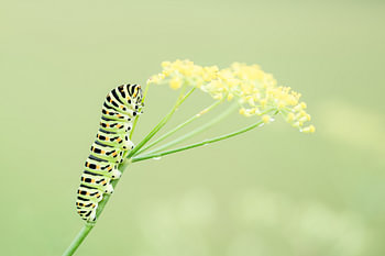 Rups koninginnenpage in zachte groen/gele tinten
