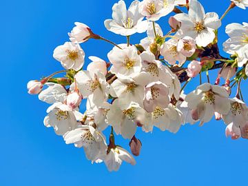 Sakura (Japanese Cherry Blossom) by Eduard Lamping