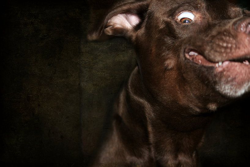 Humorvoller Blick von Heike Hultsch