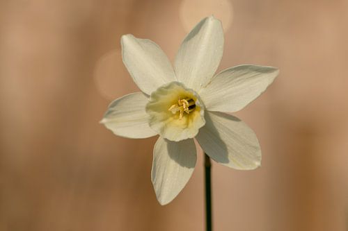 Small white daffodil.