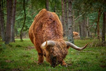 Grazende Schotse Hooglander stier van Jenco van Zalk
