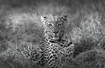 Leopard im Okavango-Delta von Botswana