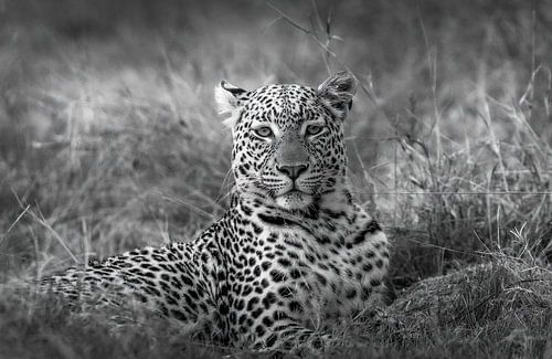 Luipaard in Botswana Okavango delta