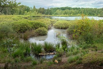 Siepelveen tussen Zeegse en Schipborg van R Smallenbroek