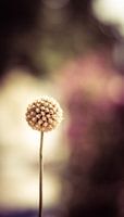 bolvormige bloem