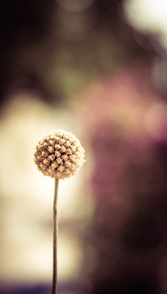bolvormige bloem par Syl via