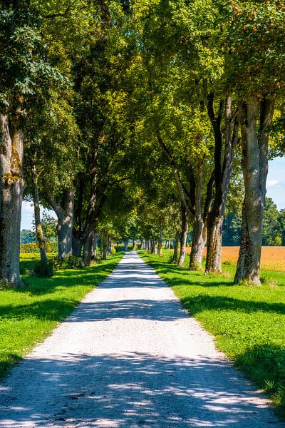Promenade dans une allée par ManfredFotos