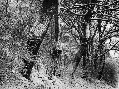 Eichenbäume im Schnee