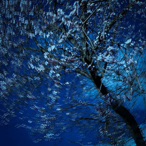 The cherry tree in bloom by Anneke Hooijer