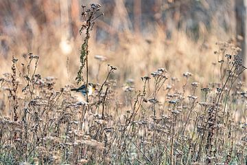 Robin in frozen flower field by Mark Damhuis