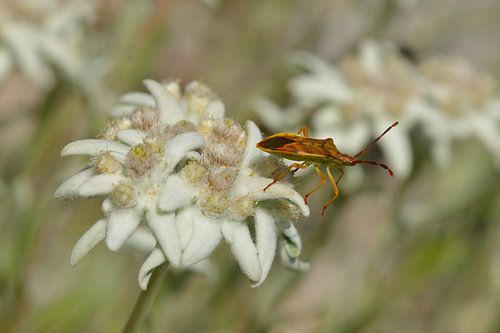 Punaise brune sur edelweiss