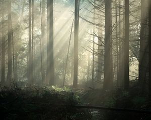 Matin brumeux sur Jeroen Linnenkamp