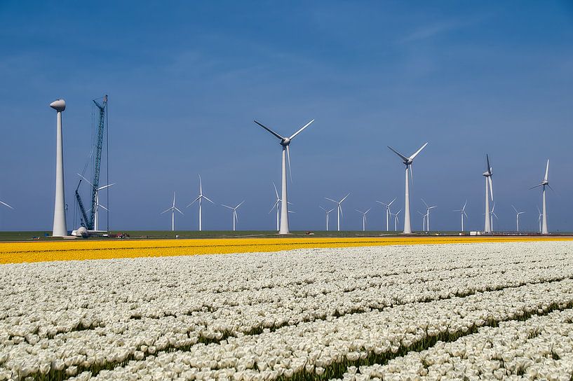 Tulpen veld, wit en gele tulpen van Ad Jekel