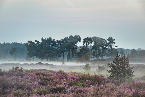 Bruyère dans la brume du matin