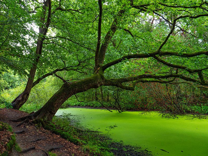 Falling trees by snippefotografie