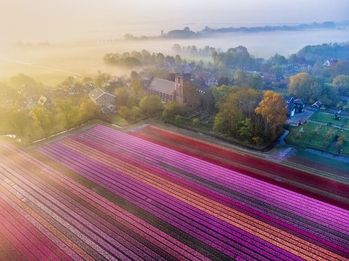 Tulpenvelden met mist en pittoresk dorpje