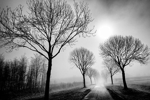 Allee der Bäume von Remco Monteiro