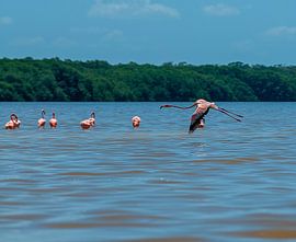 Amerikaanse flamingo von Maarten Verhees
