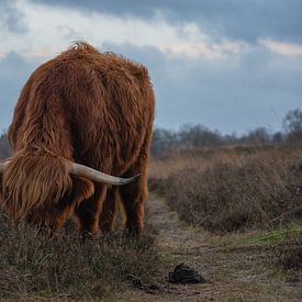 Schotse hooglander van Anouk Poelstra