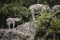 Borneo Dwarf Elephants