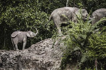 Éléphants nains de Bornéo sur Daniël Schonewille