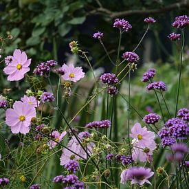 Fleurs violettes et roses sur Daan Hartog