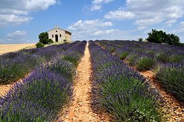 Plateau de Valensole by Leuntje 's shop