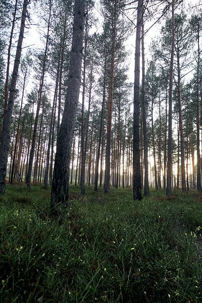 Wald#2 van Mike Ahrens