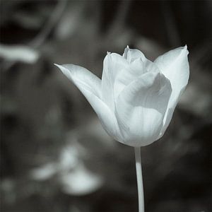 Weiße Tulpe.