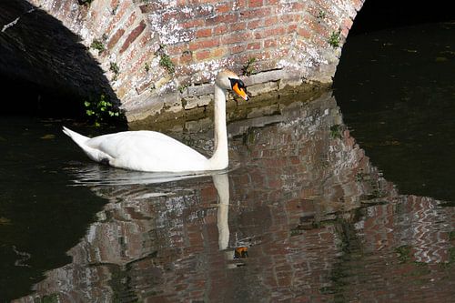 Witte knobbelzwaan zwemmend in de vijver