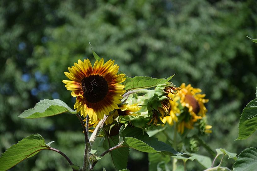 Sunflower by Andrzej Tetlak