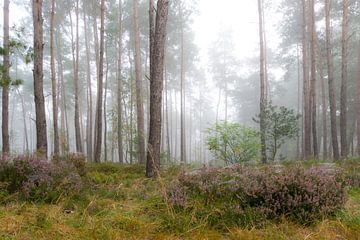 Meinweg NP van Perry Wiertz