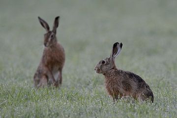 European Hares ( Lepus europaeus ) on a dew wet field