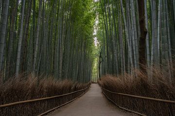 Een leeg pad in het bamboe bos in Kyoto, Japan van Anges van der Logt