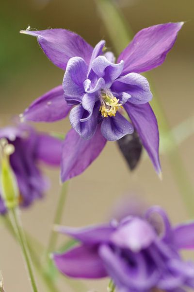 Columbine (Aquilegia) par Carel van der Lippe