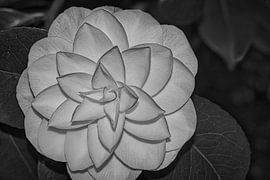 Abstract black and white