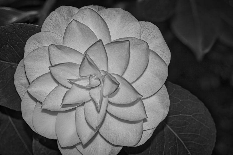 Abstraktes Schwarz-Weiß von Jolanda de Jong-Jansen