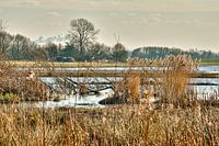 BiesBosch