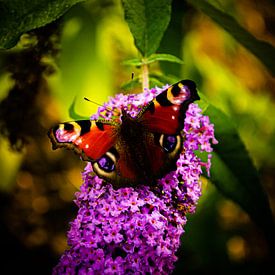 Schmetterling / 3 von Noortje Hagenaars