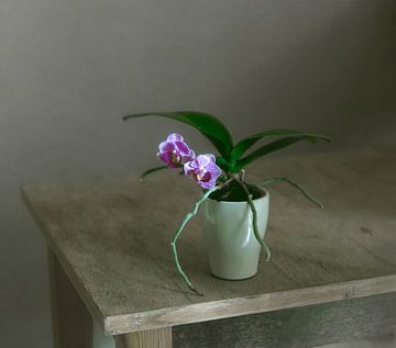 bloeiende kleine orchidee van Mykhailo Sherman