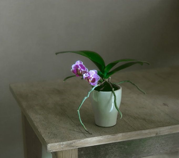 blooming little orchid by Mykhailo Sherman