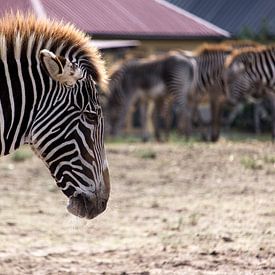 Grevyzebra (Zebra) von Rob Legius