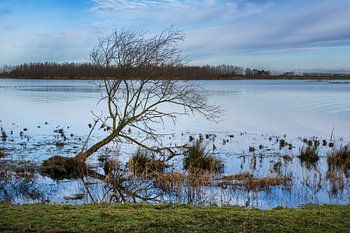 Pignon près de l'Oeverlanden Strijen Sas