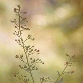 Little buds / close-up van Photography art by Sacha