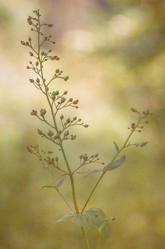 Little buds / close-up