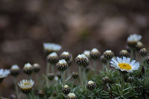 Champ de fleurs