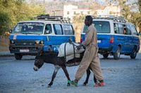 Donkey in Ethopia