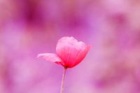 De klaproos (roze)